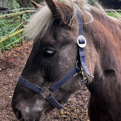 Die 19-jährige Isländerstute Gaja