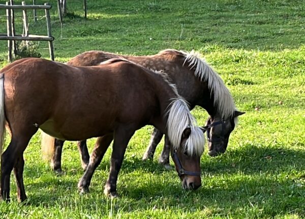 Zwei neue Therapiepferde für Brachenreuthe