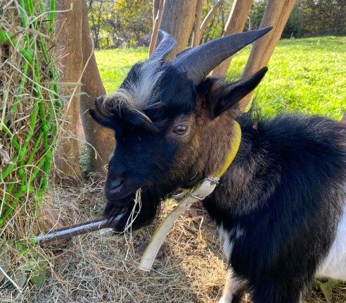 Ziege Elvis aus Bruckfelden