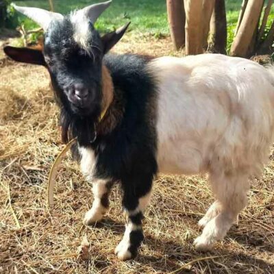 Ziege Elvis aus Bruckfelden