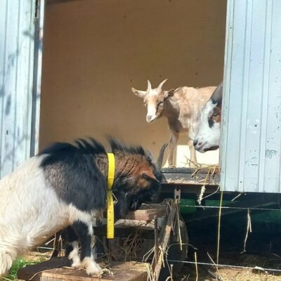 Ziege Elvis aus Bruckfelden