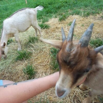 Ziege Elvis aus Bruckfelden