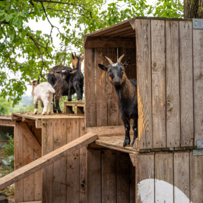 Ziegen in Brachenreuthe
